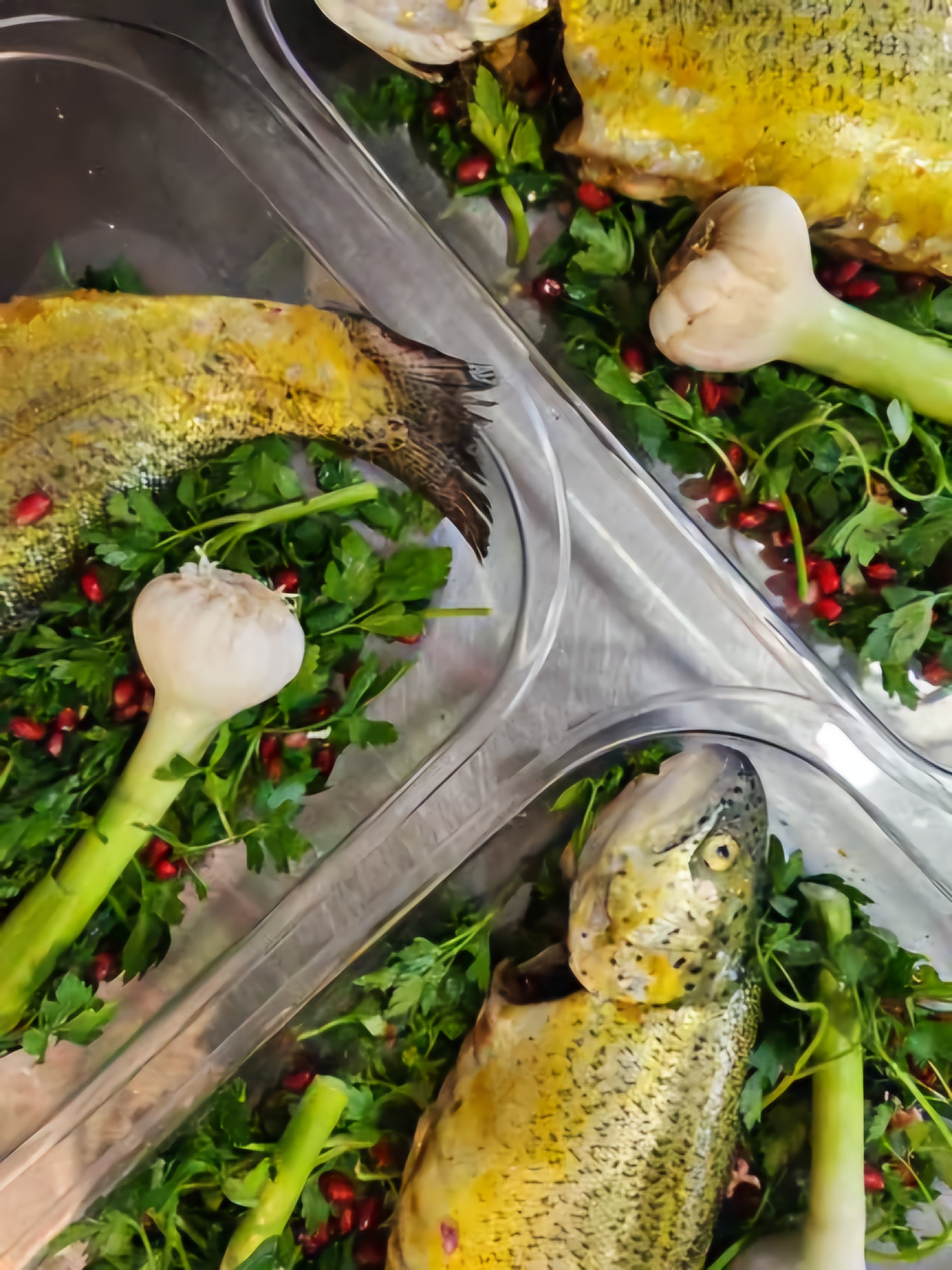 ماهی شکم پر